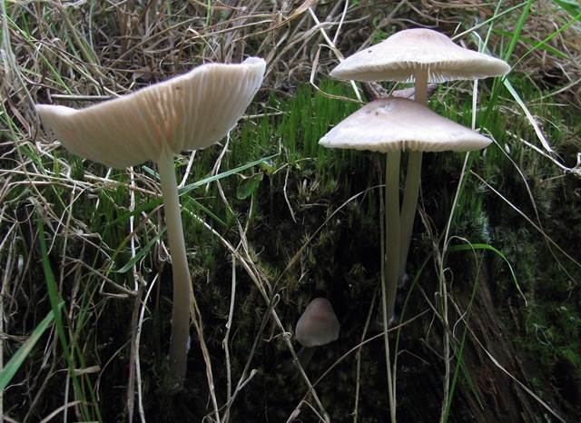 [20080915 Metre Mycena galericulata  007[4].jpg]