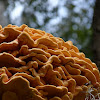 Sulphur Shelf Fungi