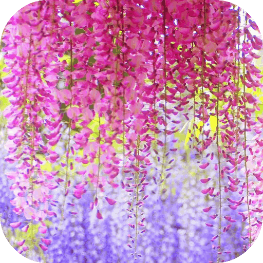 美麗的花朵壁紙 個人化 App LOGO-APP開箱王
