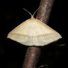 Oenochrominae (♀)