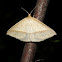 Oenochrominae (♀)
