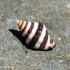 Striped Engina Snail Shell