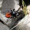 Jumping spider with prey