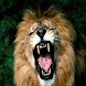 Angry Lion Live Wallpaper