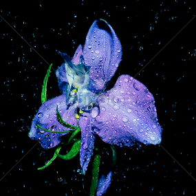 #013 by Anand Kumar - Flowers Single Flower