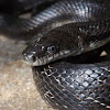 Black Rat Snake