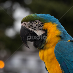 by Mamdouh Ahmed - Animals Birds