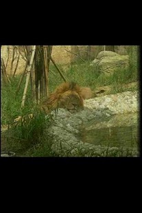 How to get Zoo lastet apk for android