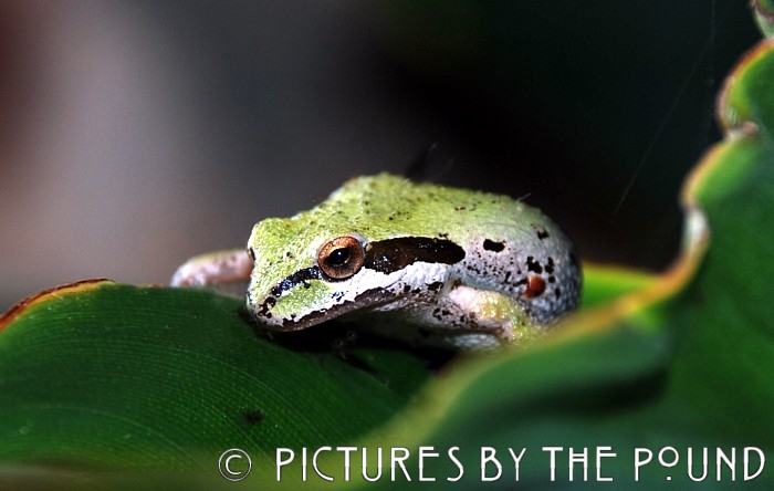 Pacific Chorus Frog or Sierran Treefrog