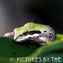Pacific Chorus Frog or Sierran Treefrog
