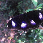 The Great Eggfly