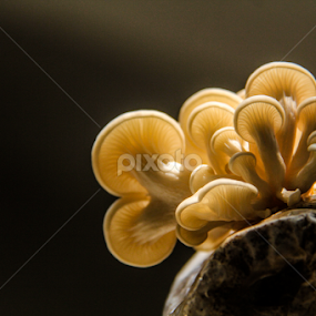 Family Tree_III by Shadat Hossain - Nature Up Close Mushrooms & Fungi
