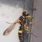 Cerceris Wasp