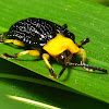 Hispine (Tortoise) Beetle, male