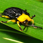 Hispine (Tortoise) Beetle, male