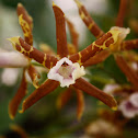 Orquídea / Orchid