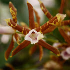 Orquídea / Orchid