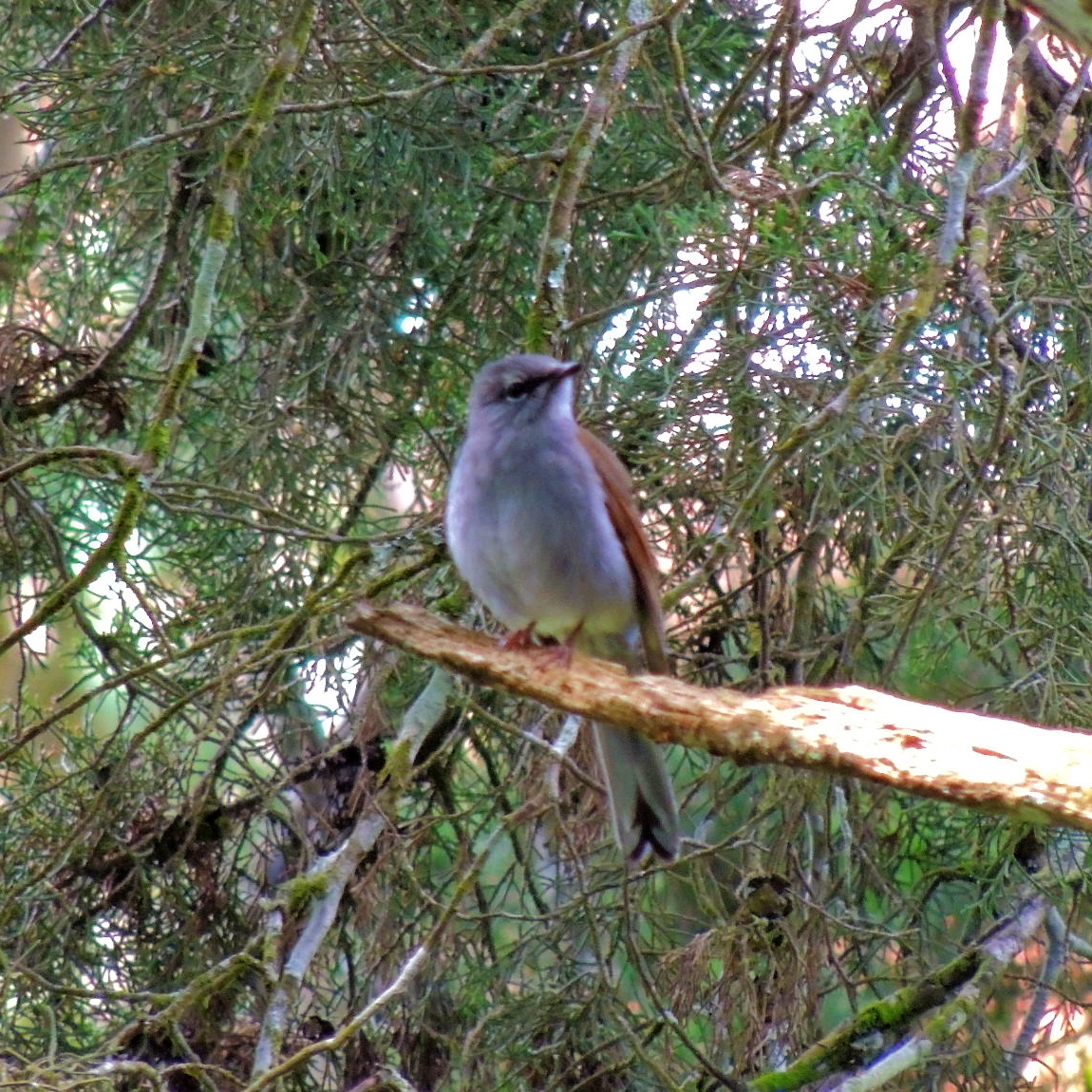 GuardaBarrancos, Brown‐backed Solitaire
