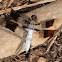 Common whitetail dragonfly (male)