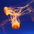 Jellyfish