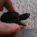 Common snapping turtle (hatchling)