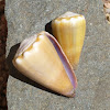 Cone Snail Shells