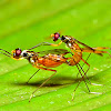 Stilt legged flies Mating