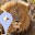 Kruger Park Local Guides Download on Windows