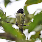 Yellow-bellied Seedeater