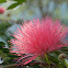 Pink Silk Tree