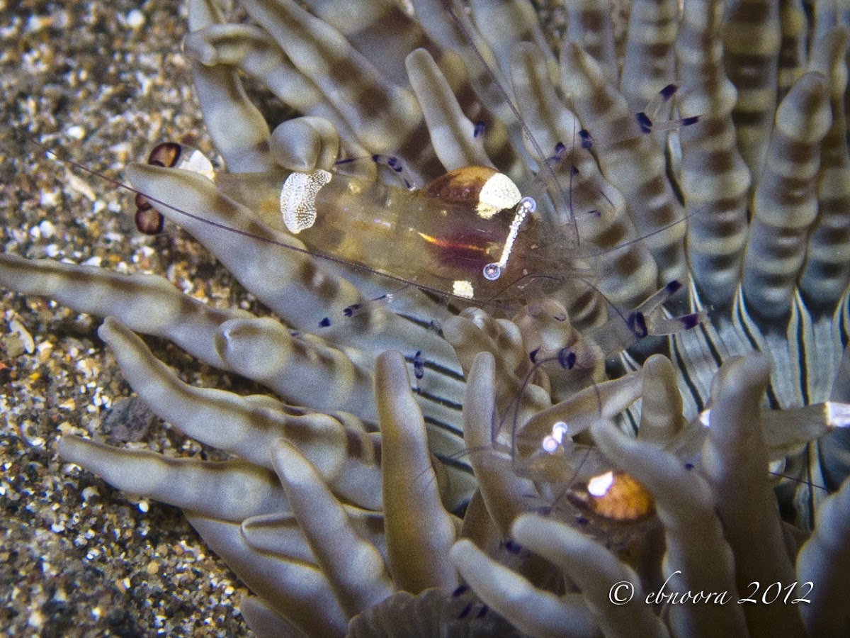 Glass Anemone Shrimp