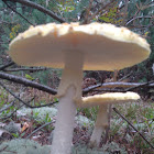 Fly amanita