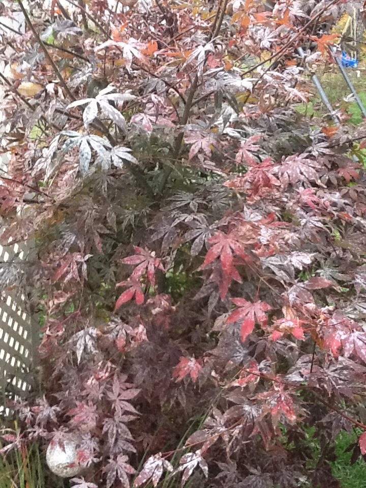 Red Japanese maple