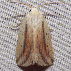 Feeble Grass Moth