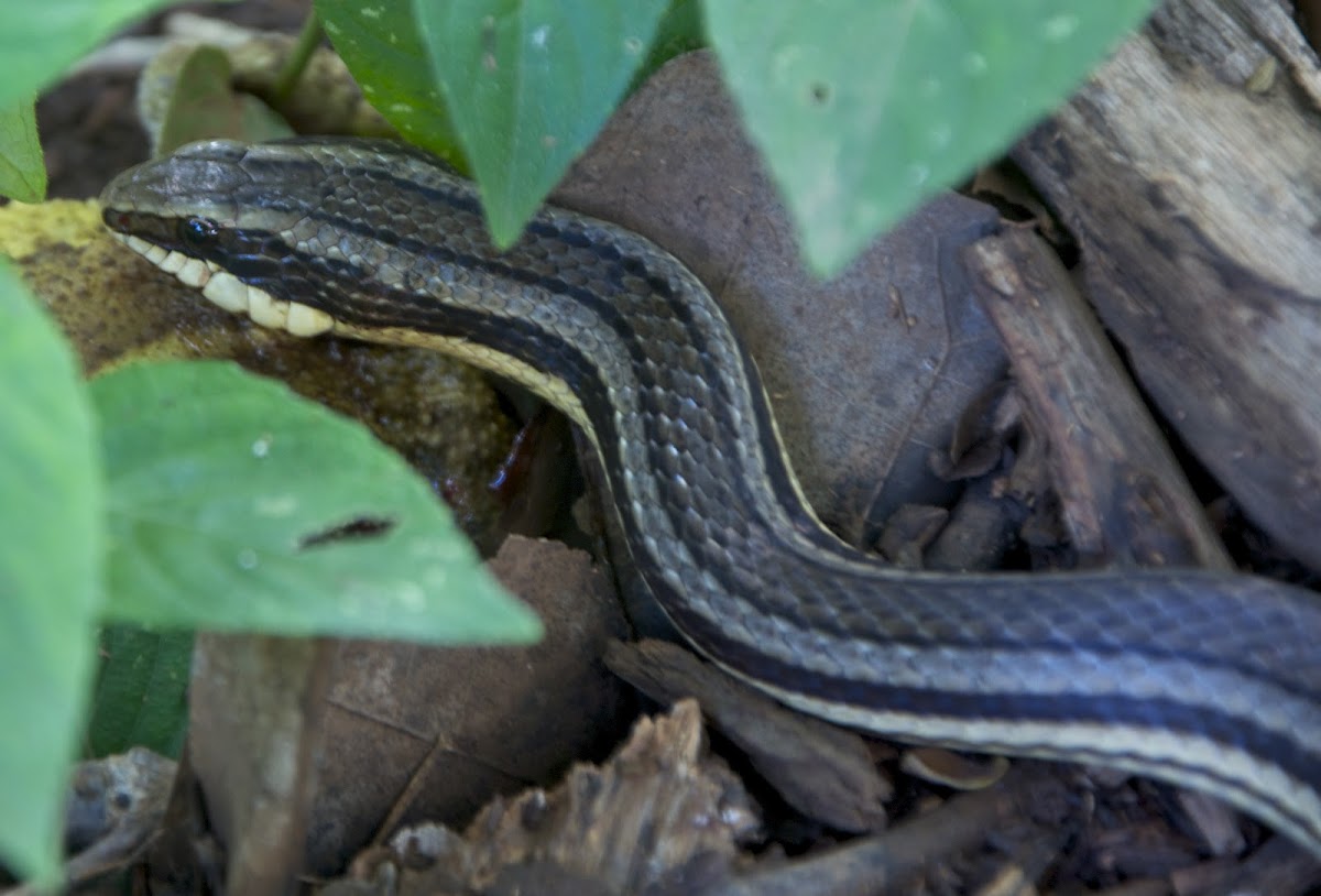 Common Road Guardner Snake