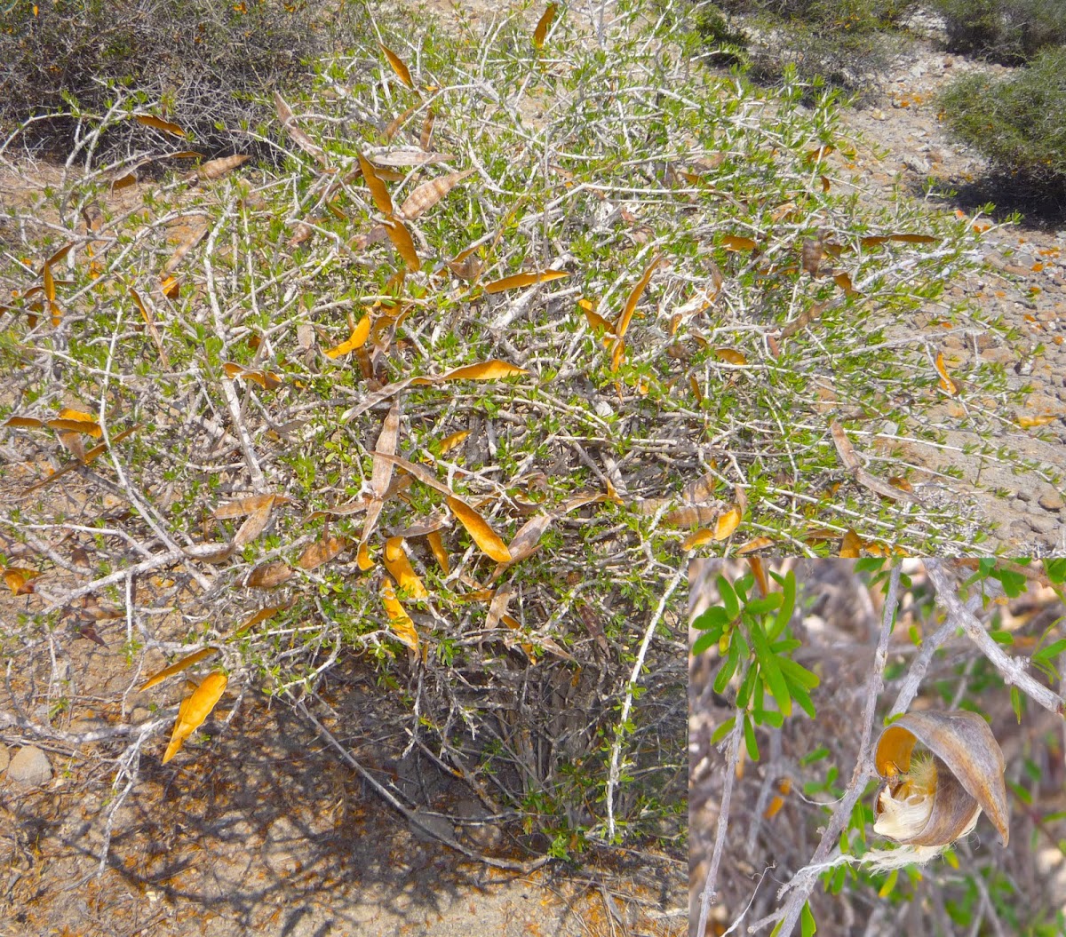 CORNICAL, Periploca angustifolia