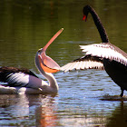 BLACK SWAN and Australian Pelican