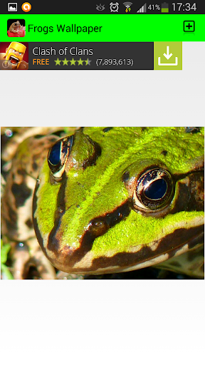 【免費個人化App】Frog Wallpapers-APP點子