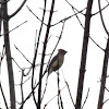 Cedar Waxwing