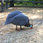 Helmeted Guineafowl