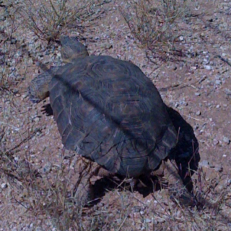 Desert Tortoise