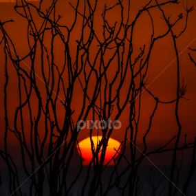 Ocotillo Sunrise by Scott Trageser - Landscapes Sunsets & Sunrises