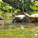 Red-eared Sliders and Common Snapping Turtle