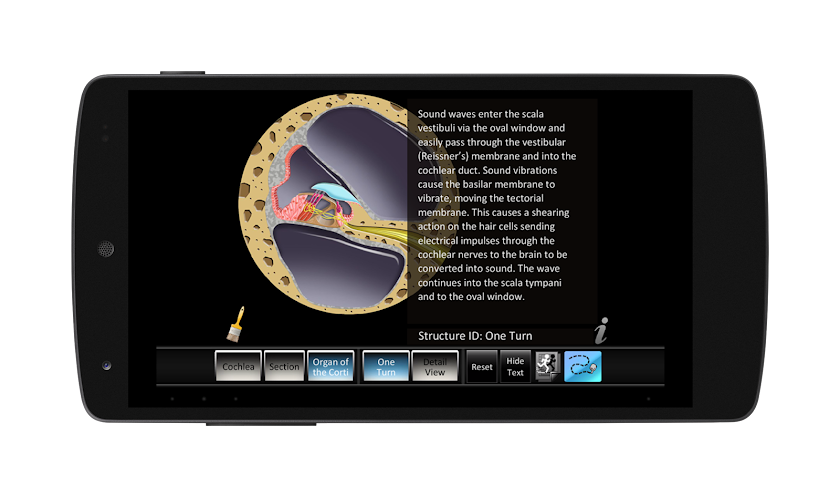 Inner Ear ID Screen 3