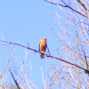 red Shouldered hawk