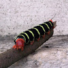 Frangipani Caterpillar - Gusano Calacuche o Caracucha