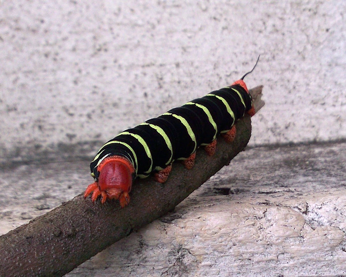 Frangipani Caterpillar - Gusano Calacuche o Caracucha