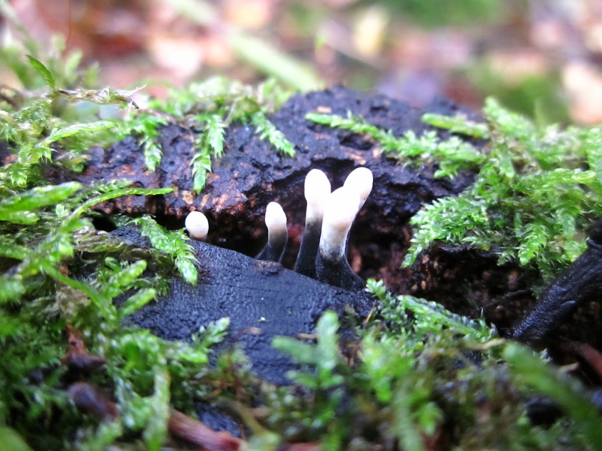 candlestick fungus Project Noah