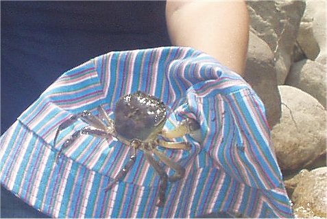 Southern European freshwater crab (ποταμοκάβουρας)