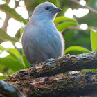 Blue-gray Tanager